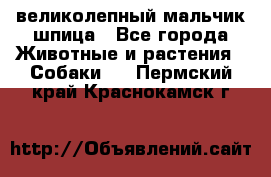 великолепный мальчик шпица - Все города Животные и растения » Собаки   . Пермский край,Краснокамск г.